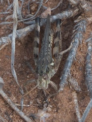 Melanoplus occidentalis