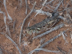 Melanoplus occidentalis