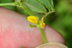 Medicago turbinata
