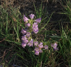 Penstemon jamesii