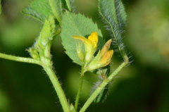 Medicago turbinata