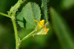 Medicago turbinata