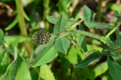 Medicago turbinata