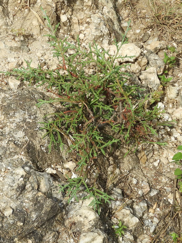 Cupressus lusitanica image