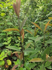 Callicarpa brevipes