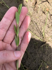 Hypericum ellipticum