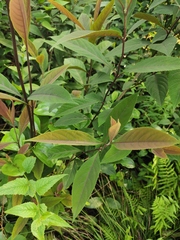 Callicarpa brevipes