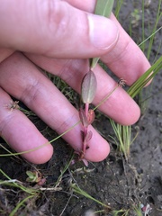 Hypericum ellipticum