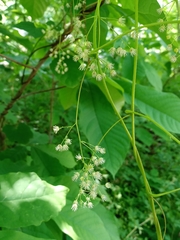 Menispermum canadense