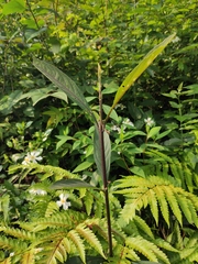 Callicarpa brevipes