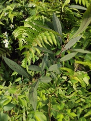 Callicarpa brevipes
