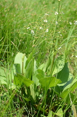 Alisma plantago-aquatica