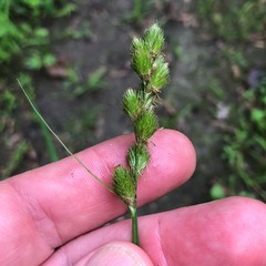 Carex crawfordii