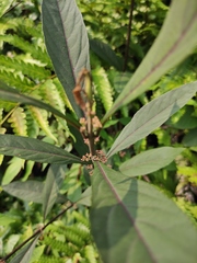 Callicarpa brevipes