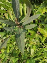 Callicarpa brevipes