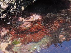 Corynactis australis