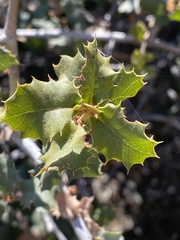 Quercus palmeri