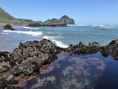 Corynactis australis