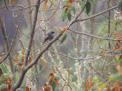 Ramphomicron microrhynchum