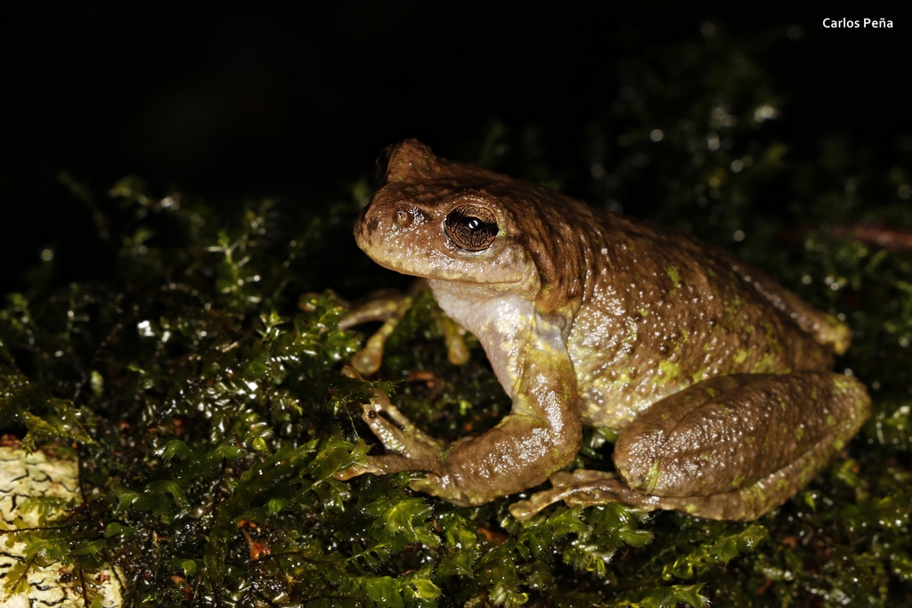 Guatemala Spikethumb Frog