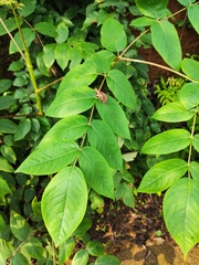 Aralia chinensis