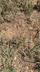 Astragalus nuttallianus