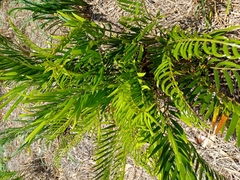 Zamia integrifolia