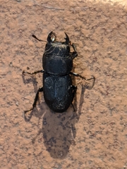 Dorcus parallelipipedus