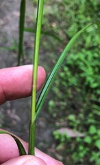 Carex crawfordii