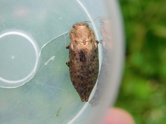 Dicerca berolinensis