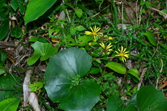 Farfugium japonicum japonicum