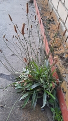Plantago lanceolata