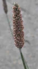 Plantago lanceolata