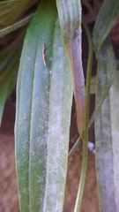 Plantago lanceolata