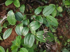 Smilax davidiana