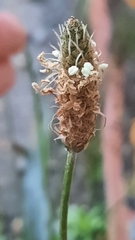 Plantago lanceolata