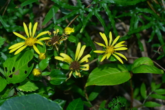 Farfugium japonicum japonicum
