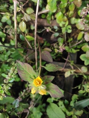 Lysimachia christinae