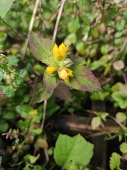 Lysimachia christinae