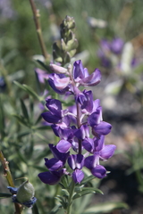 Lupinus caudatus caudatus