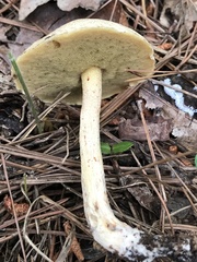 Suillus hirtellus