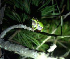 Hyla andersonii