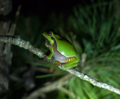 Hyla andersonii
