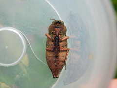 Dicerca berolinensis