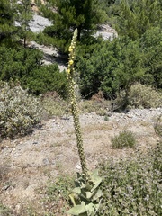 Verbascum macrurum