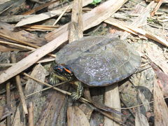 Rhinoclemmys punctularia