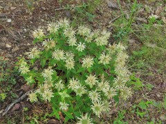 Monarda stipitatoglandulosa