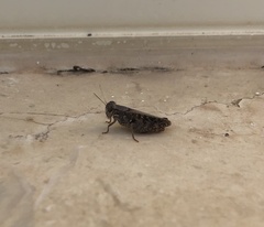 Calliptamus barbarus