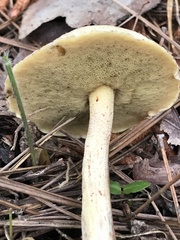 Suillus hirtellus