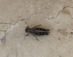 Calliptamus barbarus